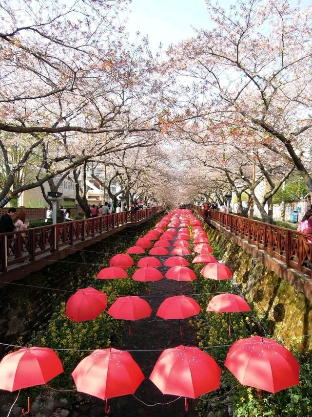 釜山4月鎮海櫻花節
