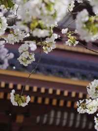 【東京×池上本門寺】 五重塔の参道に咲き乱れる桜が美しい