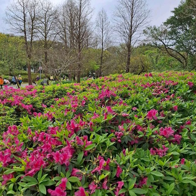 大安森林公園 (Daan Forest Park)