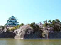 Chasing Sakura at Nagoya Castle 🌸