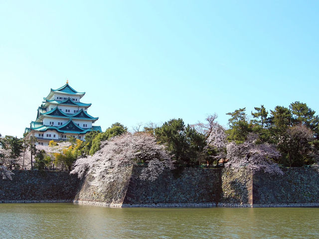 Chasing Sakura at Nagoya Castle 🌸