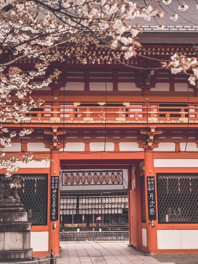 Chasing Sakura in Kyoto II