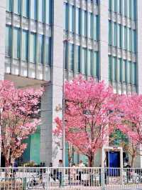【さくら2025】行かなきゃ損！ピンク色に染った渋谷🌸🌸🌸