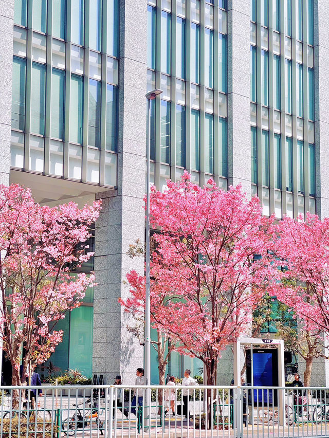 【さくら2025】行かなきゃ損！ピンク色に染った渋谷🌸🌸🌸