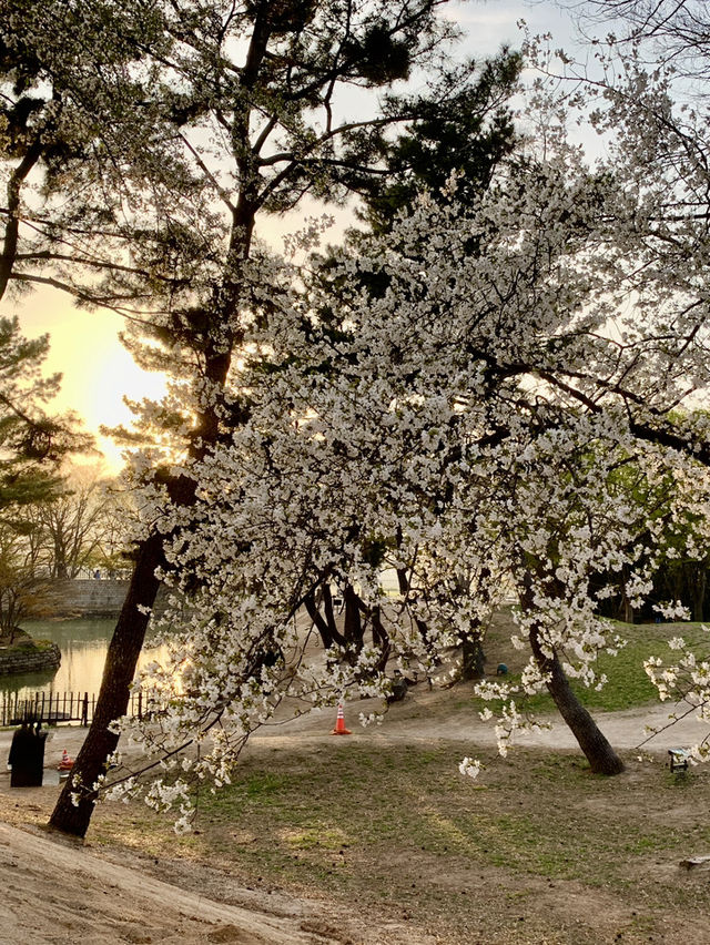 A Golden Hour Sakura Encounter at Donggung Palace & Wolji Pond