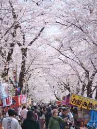 【群馬】行かなきゃ損‼️ここにもあった四重奏🌸桜のトンネルを歩こう！