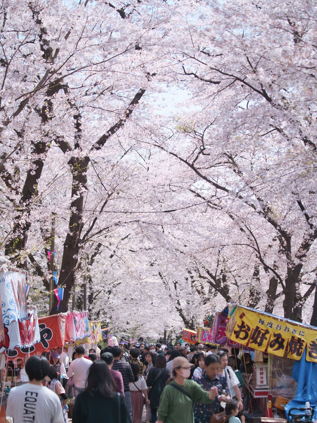 【群馬】行かなきゃ損‼️ここにもあった四重奏🌸桜のトンネルを歩こう！