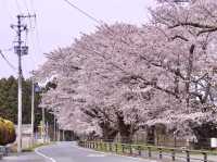 Chasing Sakura at Yonomori Cherry Blossom Tunnel