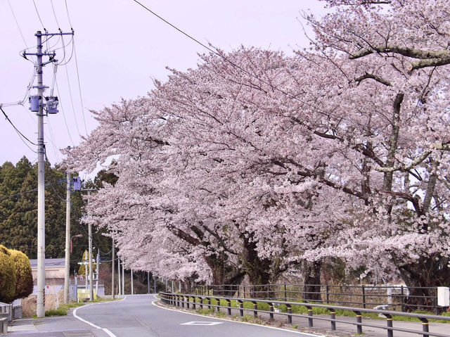 Chasing Sakura at Yonomori Cherry Blossom Tunnel
