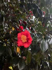 도쿄 벚꽃 명소 꽃놀이🌸