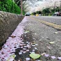 海云台Dalmaji路樱花