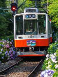 6月・7月の箱根が待ち遠しい！あじさい電車がロマンチックすぎる💐