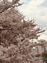 Seoul's Waterside Blooms: Anyangcheon's Picturesque Spring Walk