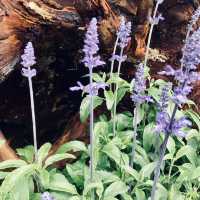 萬里杜鵑花季｜免費賞花好去處，春日漫遊半日遊推薦！