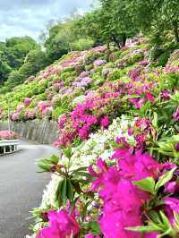 Stunning Azaleas at Keage Water Purification Plant