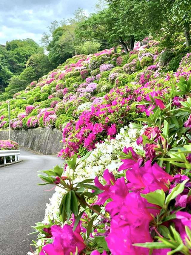 Stunning Azaleas at Keage Water Purification Plant