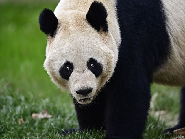上海絶対に行くべきスポット上海野生動物園