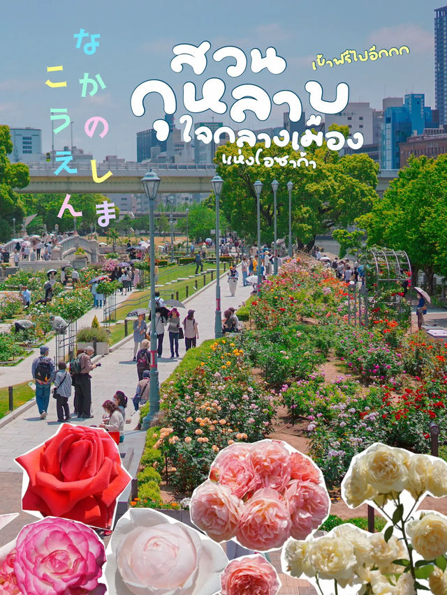 สวนกุหลาบกลางเมือง เข้าฟรี! ที่โอซาก้า🌹