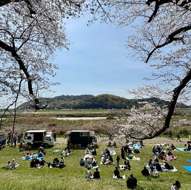 上大謝名櫻花公園~櫻花下的盛會 🌸🍱