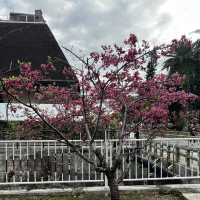 那霸與儀公園（Yogi Park）