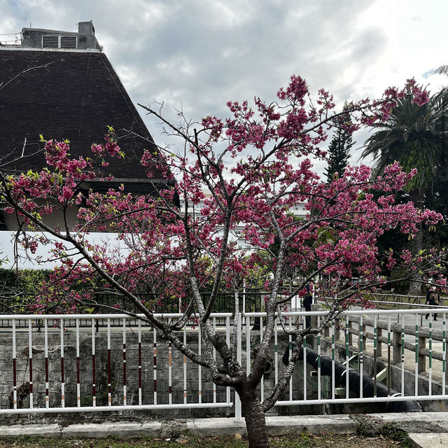 那霸與儀公園（Yogi Park）