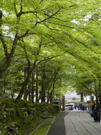 【福井×永平寺】空気が一変！深い緑に囲まれた参道