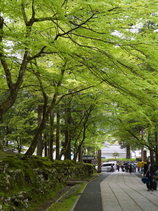 【福井×永平寺】空気が一変！深い緑に囲まれた参道