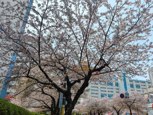 釜山廣安里南川洞櫻花路賞櫻必遊景點。
