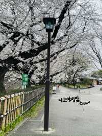 나고야 벚꽃여행코스 🌸🌸🌸🌸