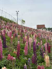 【栃木×鹿沼市花木センター】3万本のルピナスが斜面に・・
