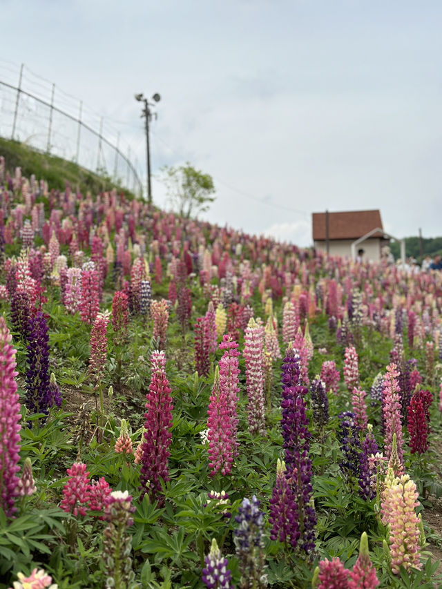 【栃木×鹿沼市花木センター】3万本のルピナスが斜面に・・