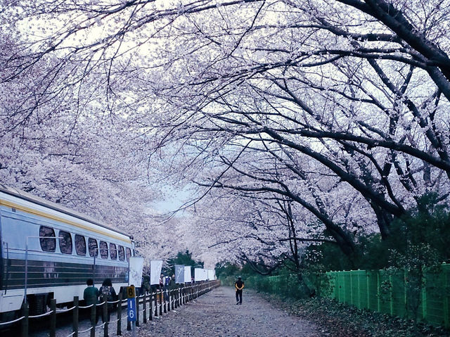 진해 벚꽃 🌸