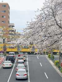 東京小眾賞櫻🌸中野