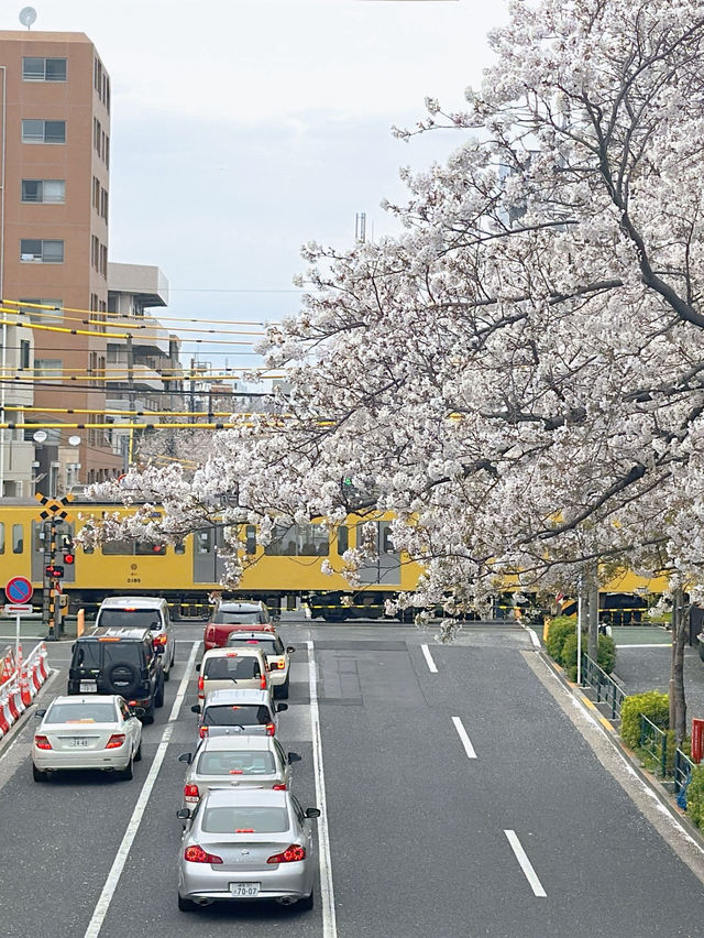 東京小眾賞櫻🌸中野