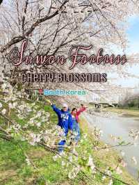 CHERRY BLOSSOMS IN SOUTH KOREA