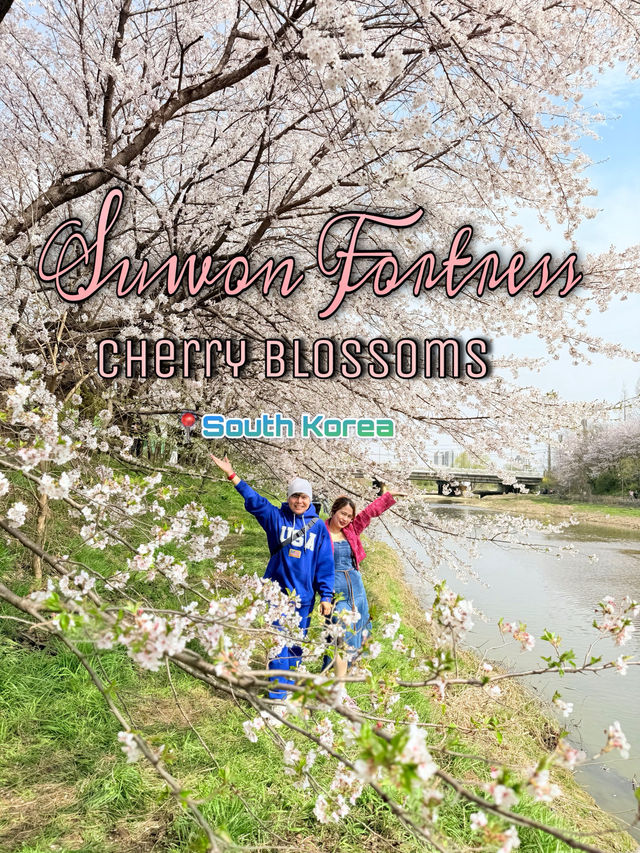 CHERRY BLOSSOMS IN SOUTH KOREA