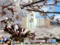 “Jinhae in Bloom: A Spring Symphony of Cherry Blossoms”