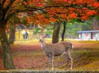 Nara Park 