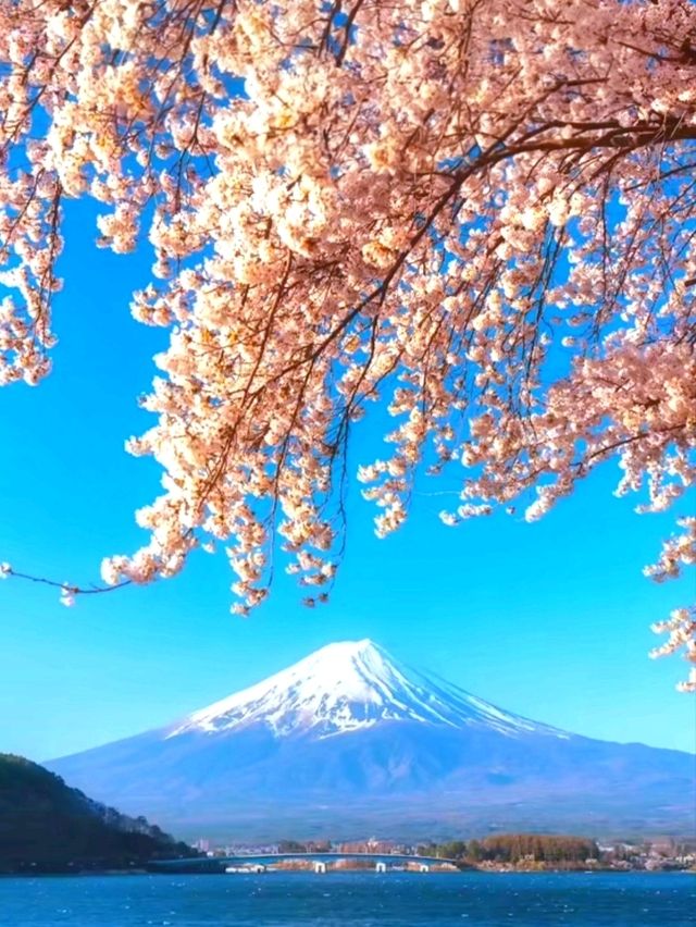 Pink Perfection: Mount Fuji's Cherry Blossom Spectacle at Oshino Hakkai