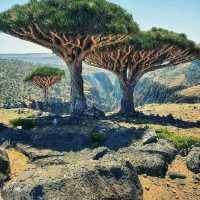 Socotra Island