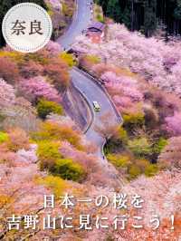 【奈良】日本一の桜🌸吉野山を全力で楽しむ完全ガイド！