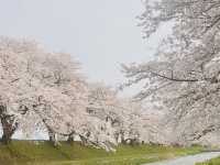 🌸 Tohoku Japan 2025 🌸