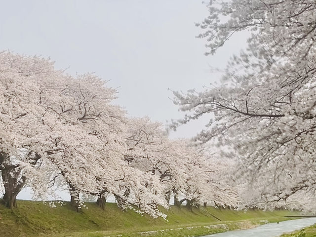 🌸 Tohoku Japan 2025 🌸