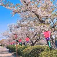 大阪城賞櫻，西之丸庭園與天狩閣的櫻花絕景