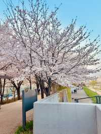 Anyangcheon Cherry Blossom Path (Yangcheon-gu Side): A Seoul Springtime Stroll 