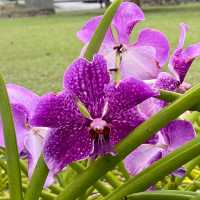 Perdana Botanical Gardens (Lake Gardens)