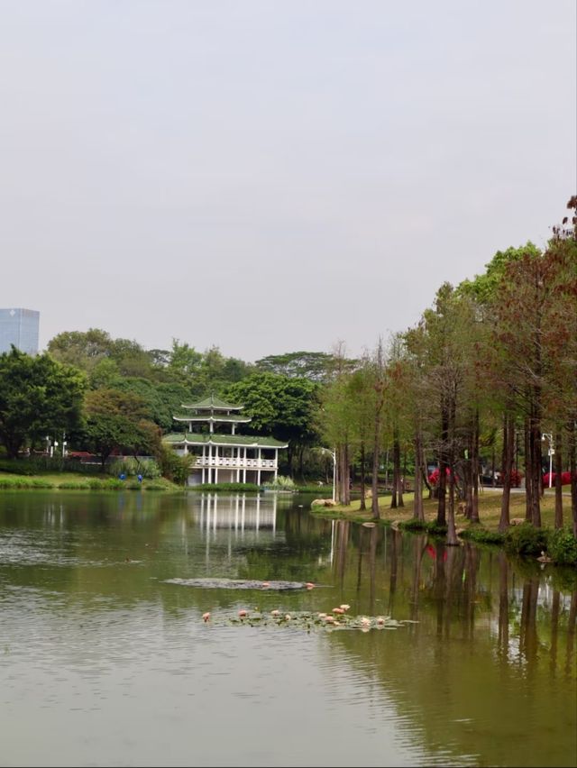 Shenzhen Central Park– The City’s Green Lung