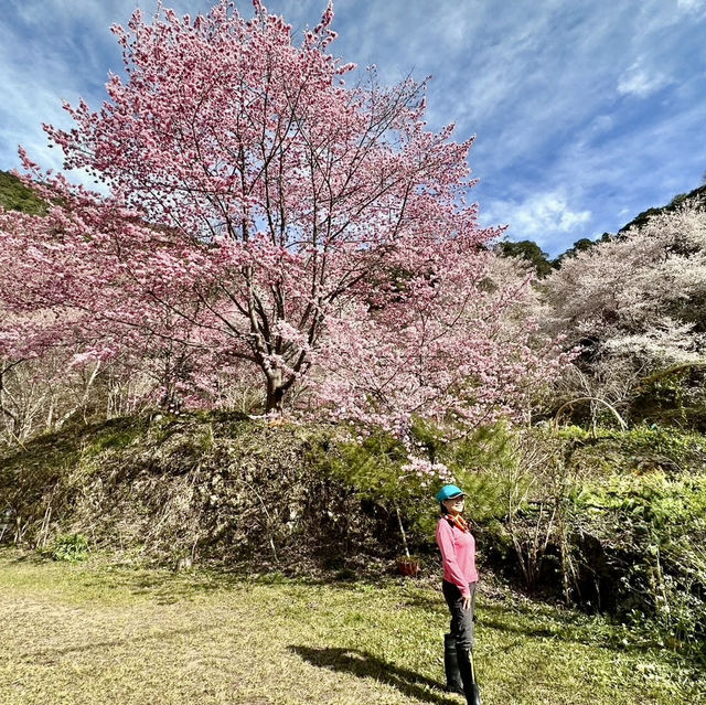 三色花景ㄧ次搞定的萬里林園
