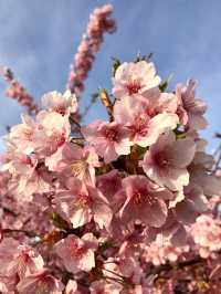 Cherry Blossoms & Tower Views at Utazu’s Sakura Square