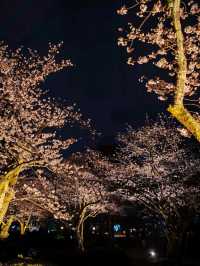 Sakura: Ephemeral Beauty and the Soul of Japanese Spring